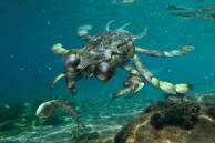 Kepiting Prasejarah Ini Punya Ukuran Mata yang Besar