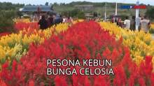 Pesona Kebun Bunga Celosia, Layaknya Keukenhof di Belanda