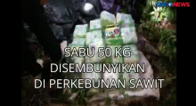 Sabu 50 Kg Disembunyikan di Perkebunan Sawit di Riau