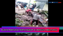 Buaya Raksasa Tertangkap oleh Warga di Bangka Belitung