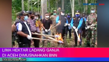 Lima Hektar Ladang Ganja di Lhoksumawe Aceh Dimusnahkan BNN