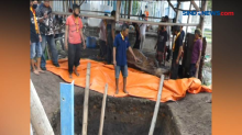 Kerbau Bule Pusaka Keramat Keraton Solo Mati, Pemakaman Layaknya Manusia