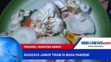 Pasutri di Padang Sukses Budidayakan Jamur Tiram