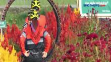 Menikmati Indahnya Taman Bunga Celosia di Banyumas