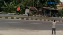 Kerbau Mengamuk Seruduk Dua Motor di Bangkinang, Riau