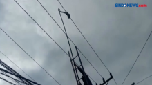 Warga Heboh, Ular Melingkar pada Kabel Listrik di Tangerang