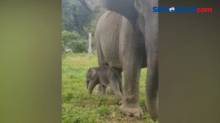 Bayi Gajah Lahir di Pusat Pelatihan Satwa, Begini Penampakannya