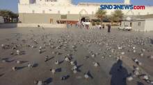 Kisah Burung Dara di Makkah dan Madinah