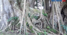 Ini Dia Kuburan di Atas Pohon Berusia Ratusan Tahun di Medan