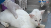 Dokter Hewan di Lamongan Gelar Posyandu Gratis untuk Kucing