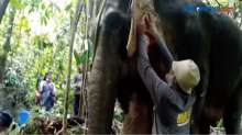 Gajah Luka akibat Diserang Gajah Jantan yang Berahi