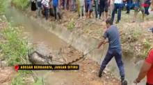 Warga di Aceh Besar Heboh Temukan Piton Raksasa