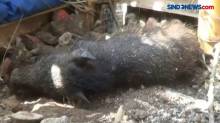 Hoaks Babi Ngepet di Depok, Ini Pengakuan Tersangka
