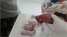 Korban Penipuan Daging Babi Diperiksa sebagai Saksi