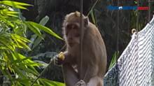 Warga Resah, Kawanan Monyet Serbu Permukiman di Desa Bubutan