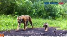Viral! Penampakan Harimau di Kerumutan, Riau