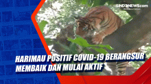 Harimau Positif Covid-19 Berangsur Membaik dan Mulai Aktif