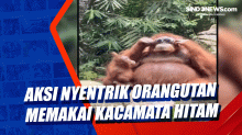 Aksi Nyentrik Orangutan Memakai Kacamata Hitam