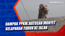 Dampak PPKM, Ratusan Monyet Kelaparan Turun ke Jalan