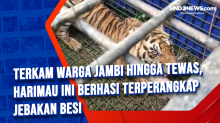 Terkam Warga Jambi Hingga Tewas, Harimau Ini Berhasi Terperangkap Jebakan Besi