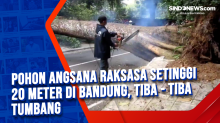 Pohon Angsana Raksasa Setinggi 20 Meter di Bandung, Tiba - Tiba Tumbang