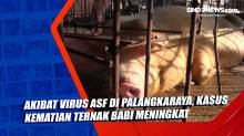 Akibat Virus ASF di Palangkaraya, Kasus Kematian Ternak Babi Meningkat