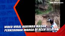 Video Viral Harimau Masuk Perkebunan Warga di Aceh Selatan