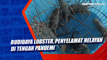 Budidaya Lobster