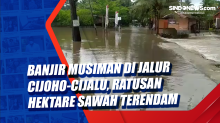 Banjir Musiman di Jalur Cijoho-Cijalu, Ratusan Hektare Sawah Terendam