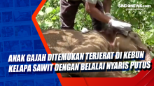 Anak Gajah Ditemukan Terjerat di Kebun Kelapa Sawit dengan Belalai Nyaris Putus