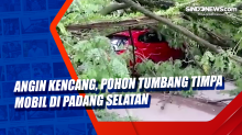 Angin Kencang, Pohon Tumbang Timpa Mobil di Padang Selatan