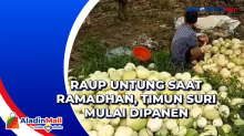 Raup Untung saat Ramadhan, Timun Suri Mulai Dipanen