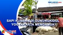 Sapi Kurban di Gunungkidul Yogyakarta Mengamuk