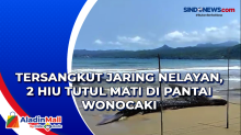 Tersangkut Jaring Nelayan, 2 Hiu Tutul Mati di Pantai Wonocaki