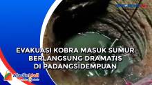 Evakuasi Kobra Masuk Sumur Berlangsung Dramatis di Padangsidempuan