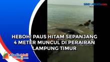 Heboh! Paus Hitam Sepanjang 4 Meter Muncul di Perairan Lampung Timur