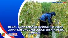 Hebat, Emak-emak di Mojokerto Sulap Lahan Kosong jadi Lokasi Wisata Petik Melon