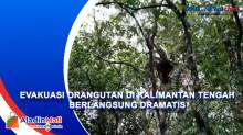 Evakuasi Orangutan di Kalimantan Tengah Berlangsung Dramatis