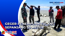 Geger Penemuan Tulang Belulang Sepanjang 50 Meter di Tepi Pantai Bengkulu