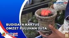 Berawal dari Hobi, IRT di Aceh Sukses Budidaya Kaktus