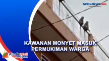 Bikin Resah, Kawanan Monyet Masuk Permukiman Warga Kota Bandung