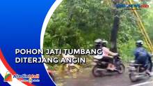 Pohon Jati Tumbang Diterjang Angin Kencang di Jalur Slarang Pemalang