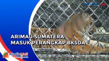Serang Warga di Pegunungan Simpali, Harimau Sumatera Ditangkap BKSDA