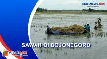 Banjir Rendam Ratusan Hektar Sawah di Bojonegoro, Petani Gagal Panen