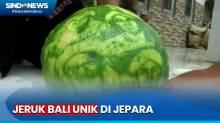 Viral! Jeruk Bali di Jepara Bergambar Wali Songo