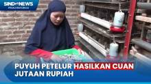 Wanita Muda Sukses Raup Cuan Jutaan Rupiah dari Ternak Puyuh Petelur di Cimahi