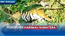 Heboh! Harimau Sumatera Terjerat di Kebun Jagung Warga Pasaman