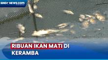 Ribuan Ikan Mati dalam Jaring Keramba, Peternak di Banyuasin Merugi