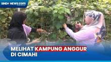 Inovatif! Gang Sempit Diubah Menjadi Kampung Anggur di Cimahi