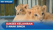 Kabar Gembira! 2 Anak Singa Lahir di Kebun Binatang Surabaya